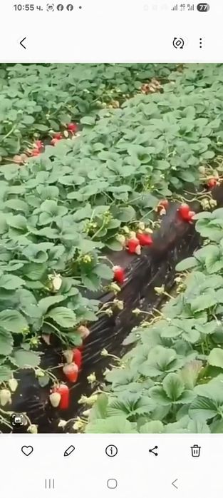 Продавам ягоди и малини расат