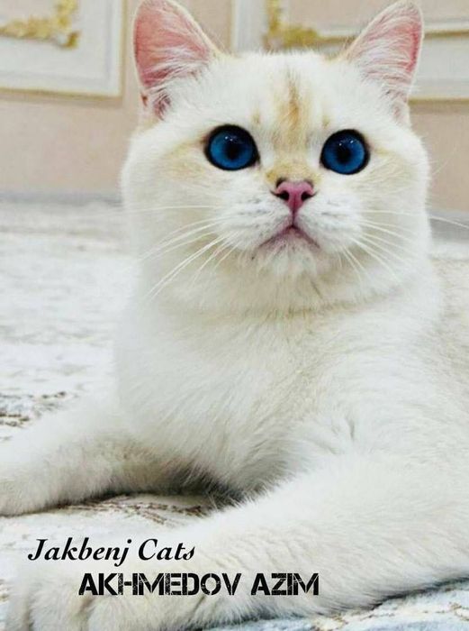 Вяска. Британцы залатой поинт шиншила