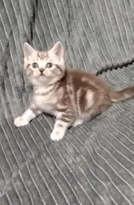 Мальчик. Скоттиш страйт.