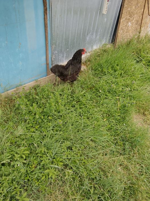 Vând familie de Jersey gigant trio si cocosi pinta australiană