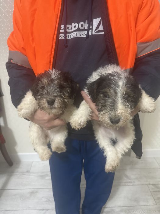 щенки фокстерьера2 месяца