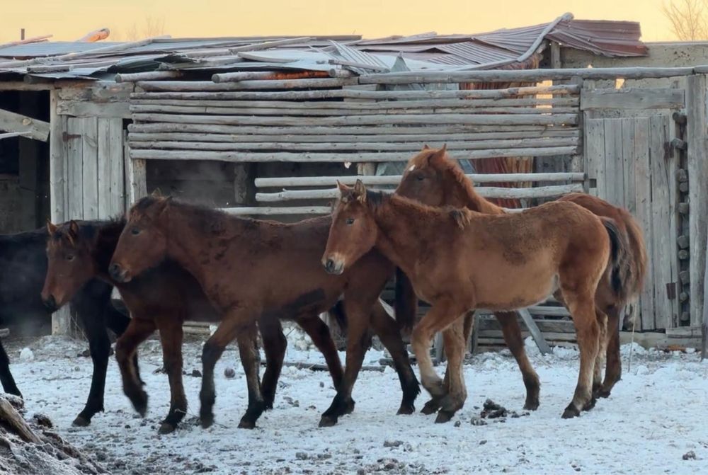 Жеребята, Тайлар
