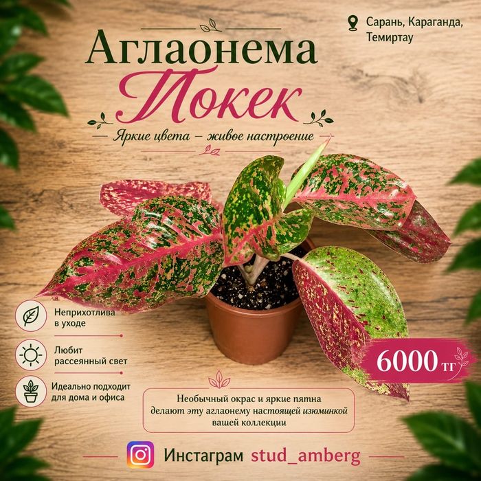 Аглаонема разная 2