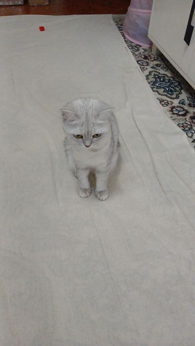 Шиншилла чистокровная