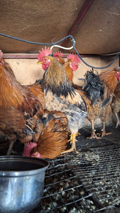 Петухи молодые 7 месяцев