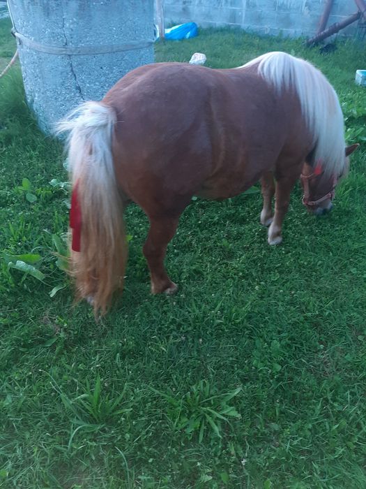 Poneita de vânzare