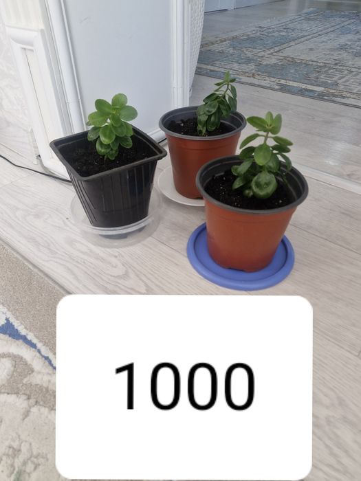 Цветы комнатные.