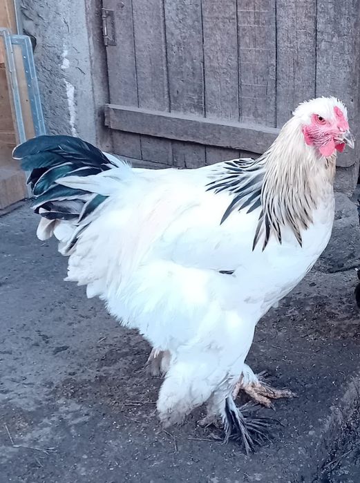 Doi cocoși și un paun