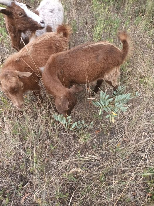 Vând iezi la schimb pe purcei