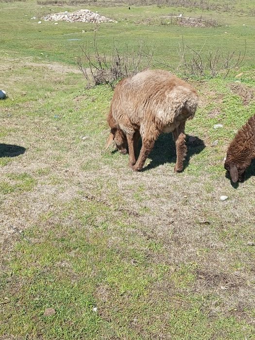 Продам барана пароды АРАШАН