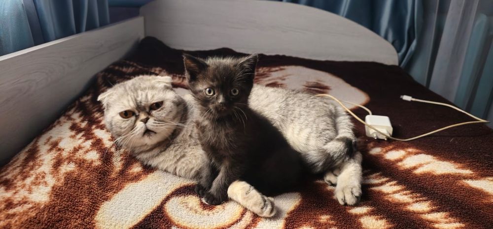 Скоттиш страит котёнок