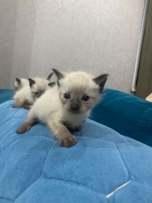 Отдам в добрые руки котят