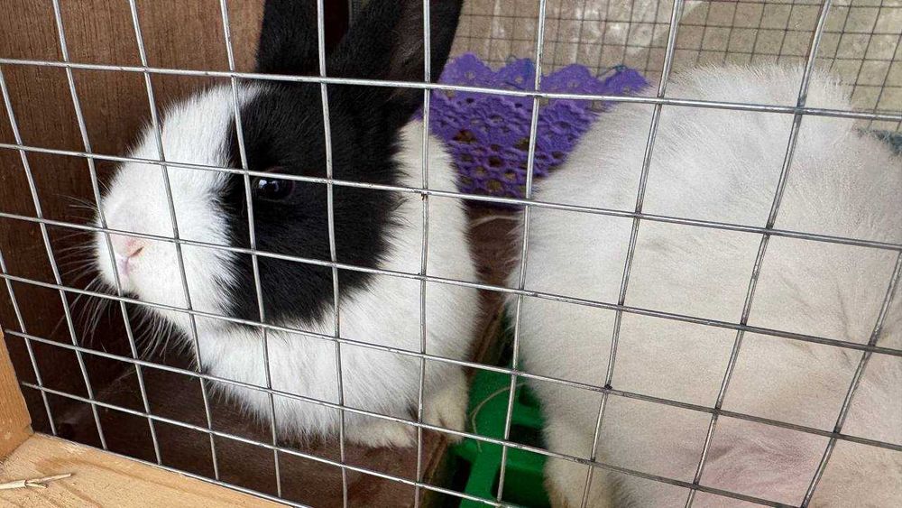 Продаются подарочные кролики! Остались по одному клольченку.