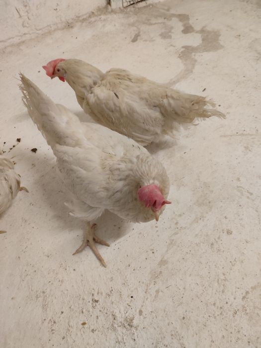 Кросс супер ник белая         .