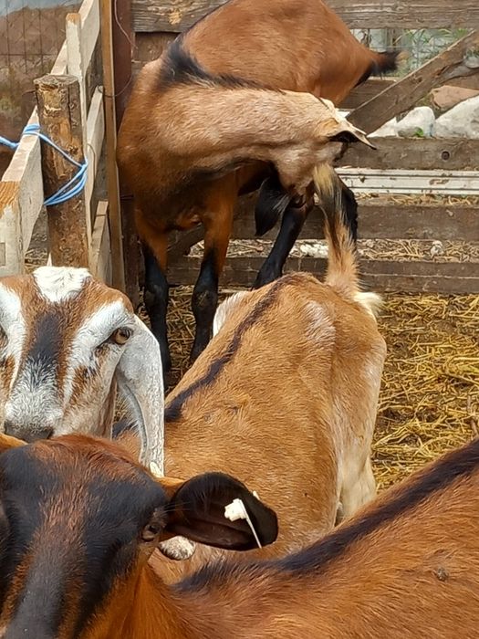 Vind iada metis alpin cu anglonubian