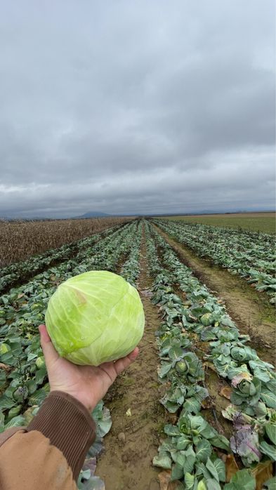 Varza plata Autumn King