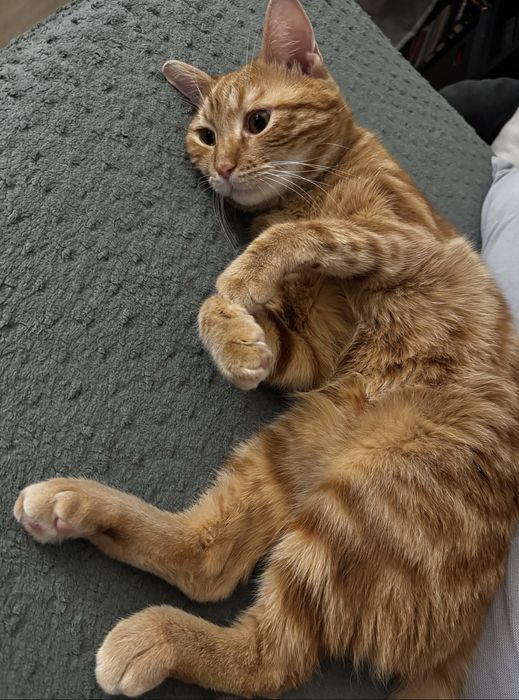 Отдам кота в добрые руки