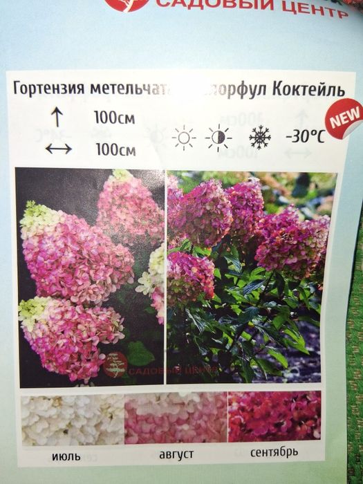 Гортензии метельчатые. Лучшие сорта..