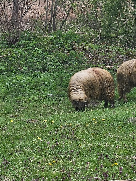 Oi de vanzare 2900 negociabil