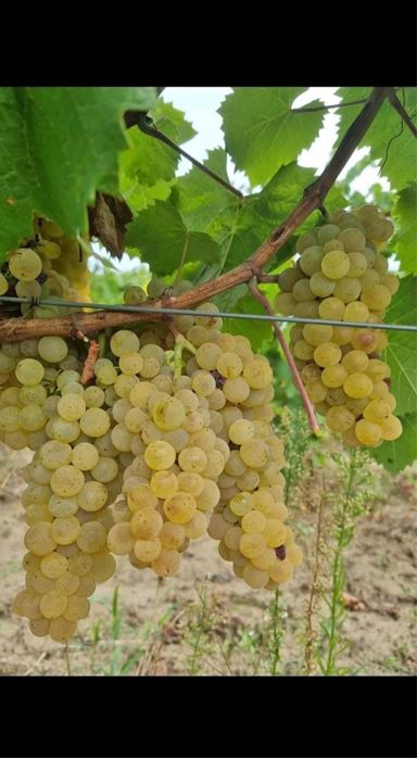 Vand Struguri de Vin