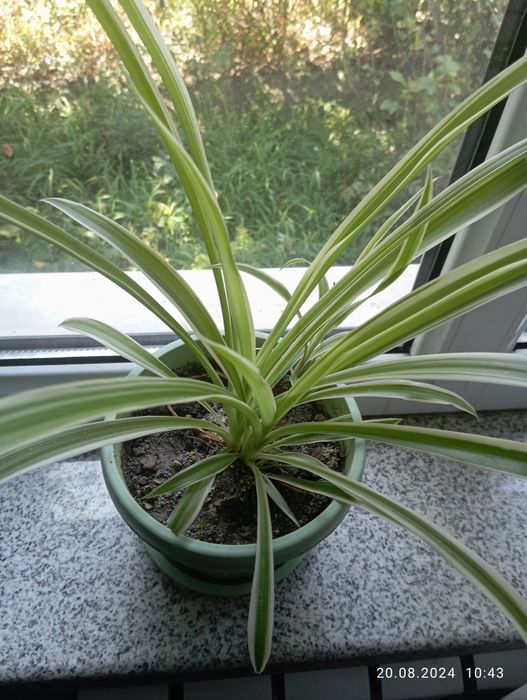 Продам комнатные цветы