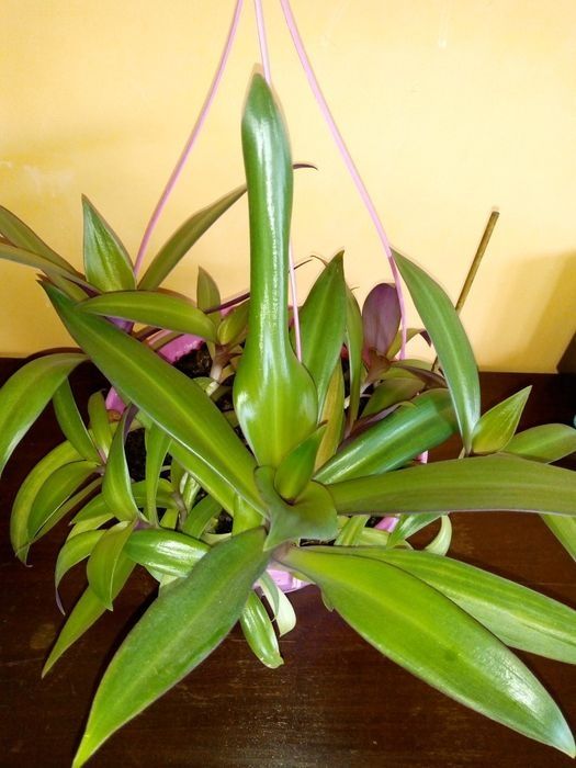 Традесканция рео,кротон,драцена фраганс,кливия,сенсевиера и др.