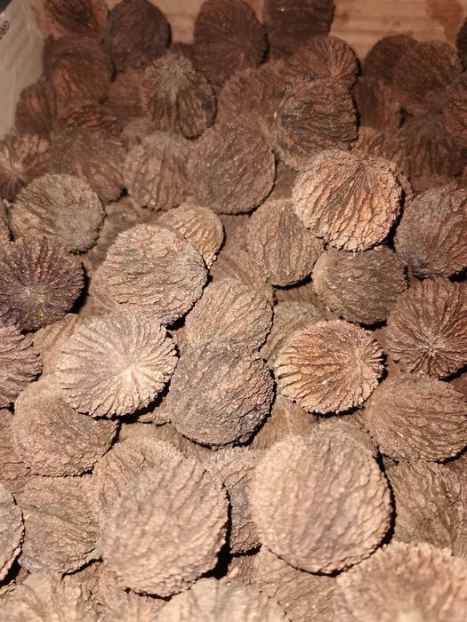 Nuci negre americane (Nuc Negru)