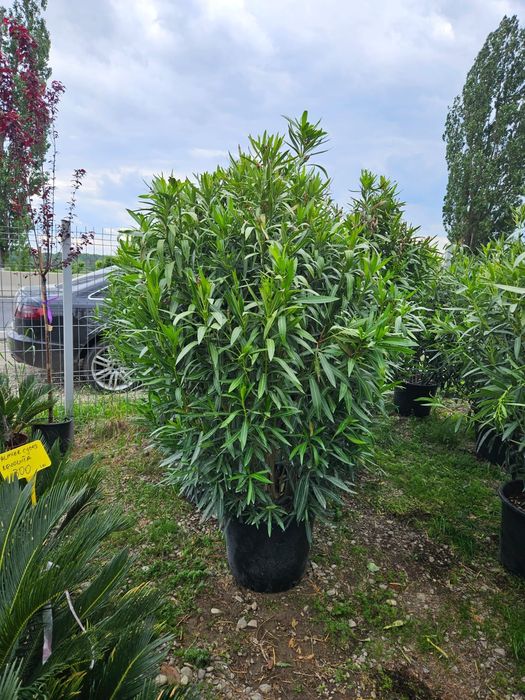 Nerium oleander(leandru)
