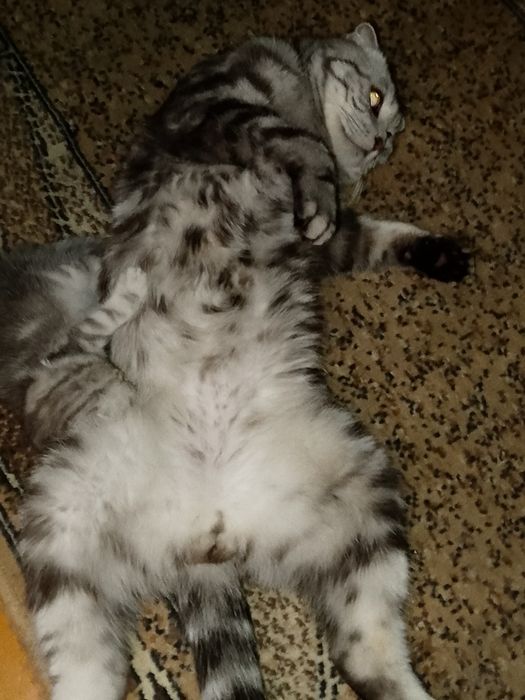 Ищем невесту котику