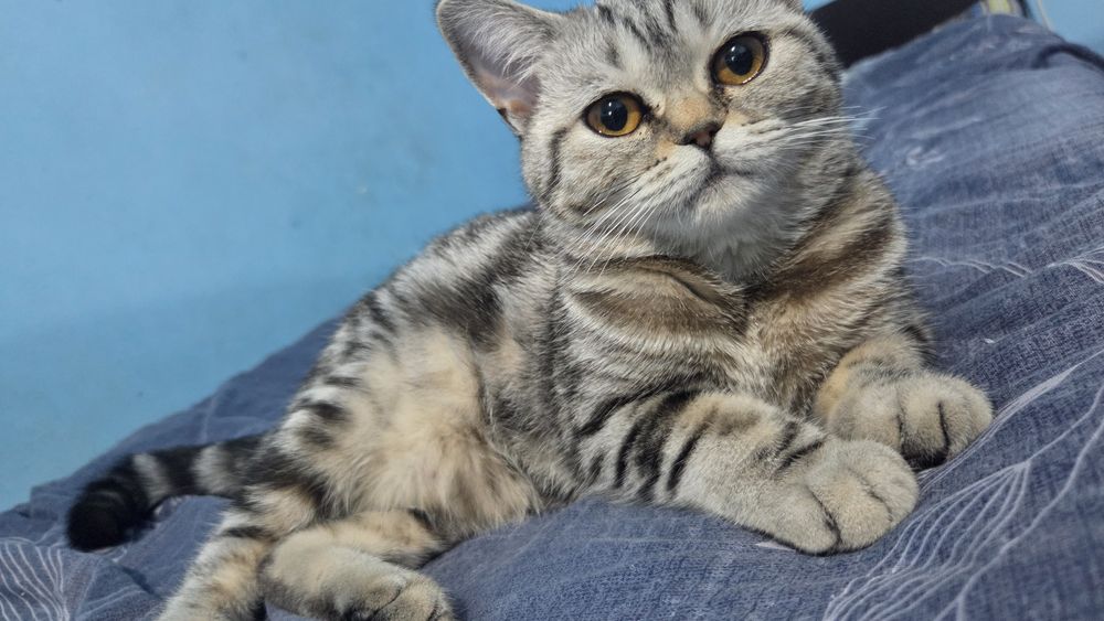 Шотландская прямоухая кошка