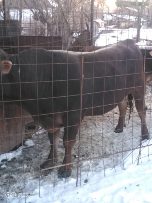 Продам быка быка