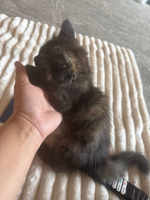 Продам котят в хорошый руки