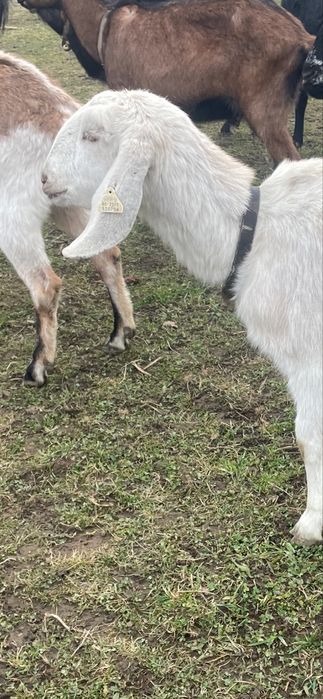 Anglonubiene metis f4