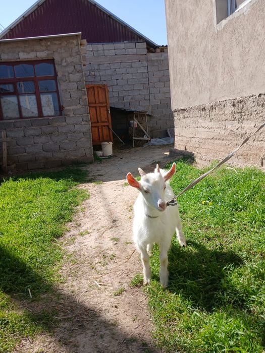 таза занен теке лақ сатылады