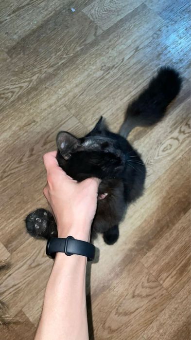 Котенок в добрые руки