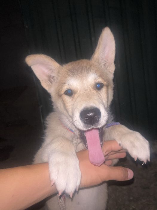 Собака Лайка Шенок