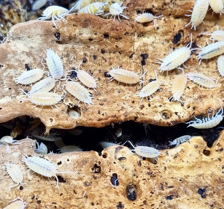 Izopozi/ izopode