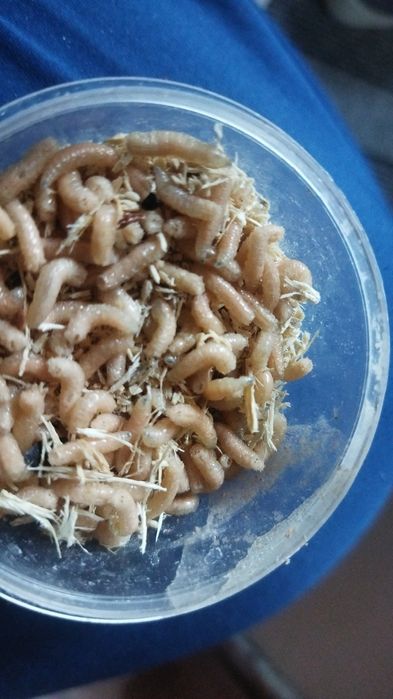 Опарыш рыболовный