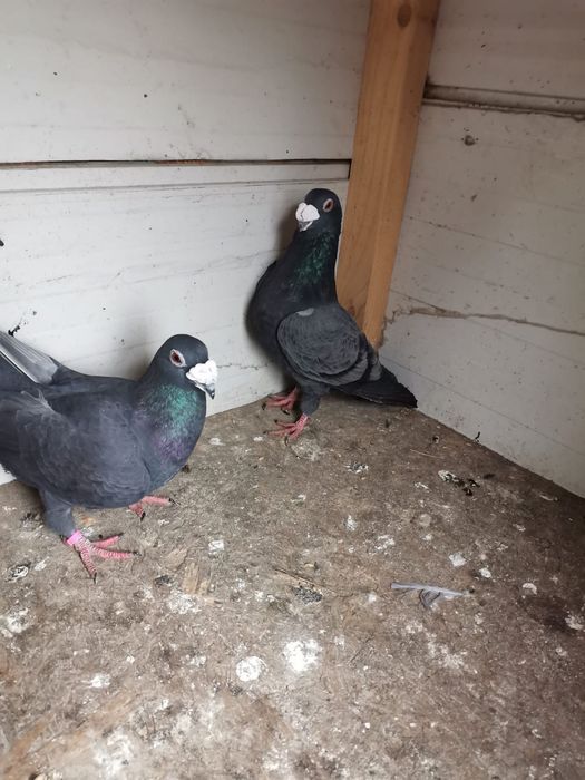 Vând porumbei voiajori italieni și voiajori stil vechi.
Preț 300 lei p