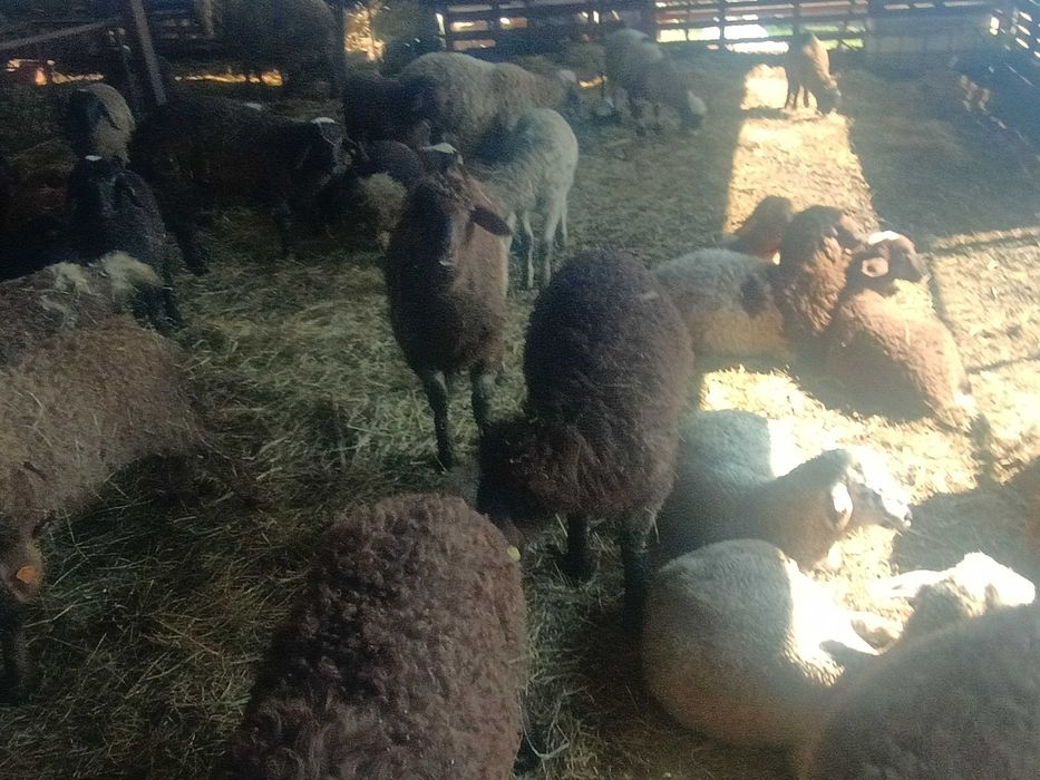 Агнета 20- 30 килограма