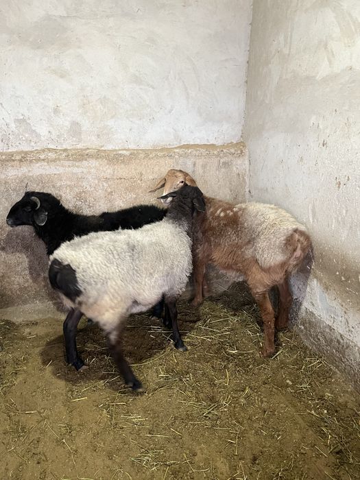 кой еты сатылади