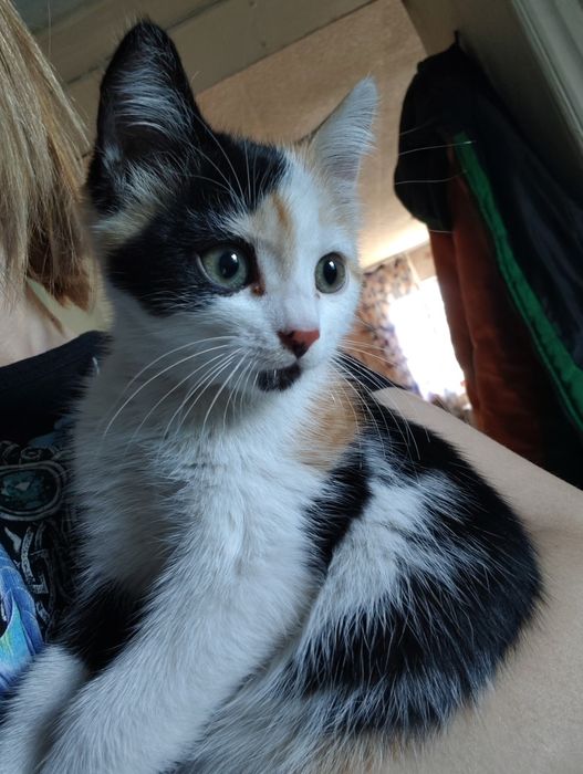 Отдам котенка в добрые руки
