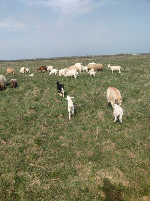 Văd capre fătate cu iezi langa el și oi cu miei