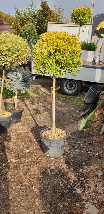 Vindem tuia si spirală pon pon calitate extra