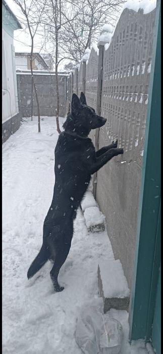 Восточно Европейская овчарка