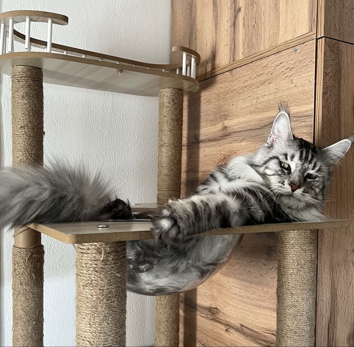 Продаю котят мейн кун