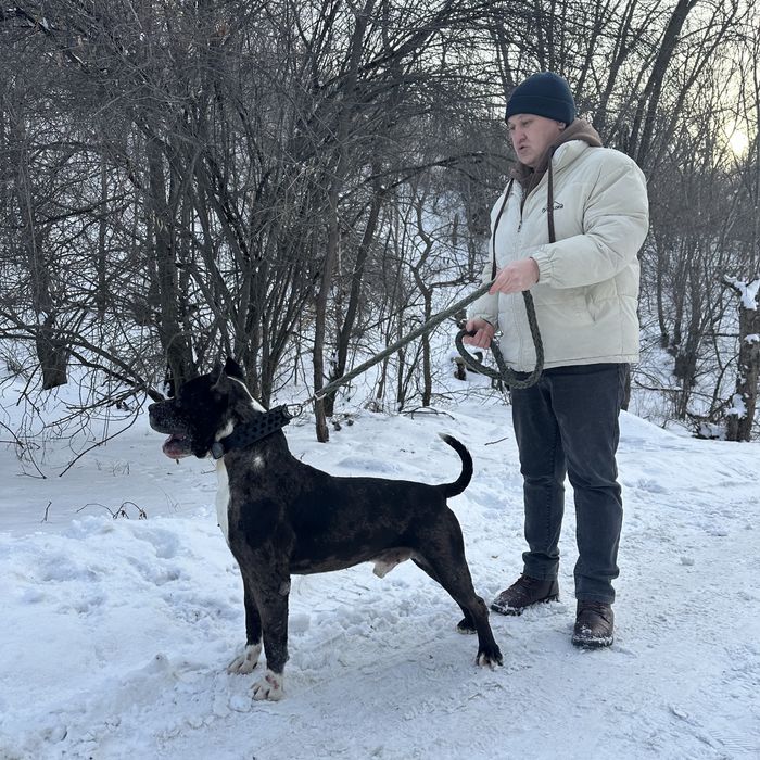 Питбуль Кабель Вязка мерль окрас мраморный