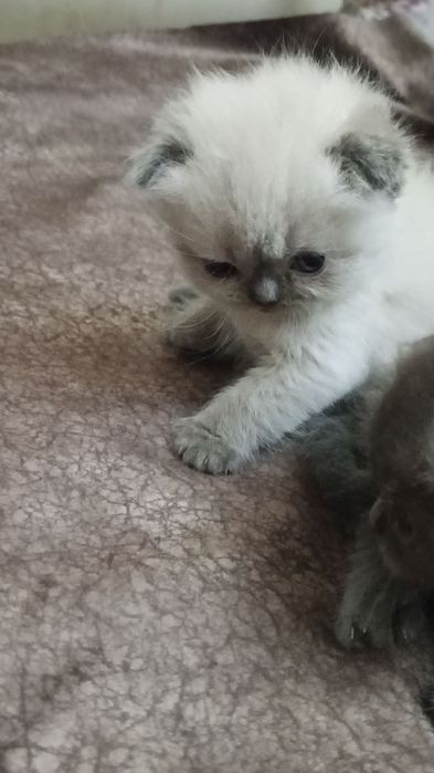 Котята скотиш фолд и страйт