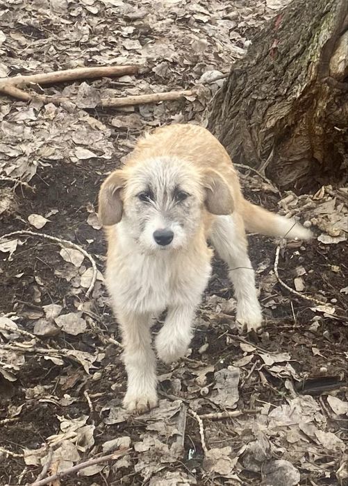 Щенков, отдам 4 мес, ПРИВИТЫ, девочки, привезу