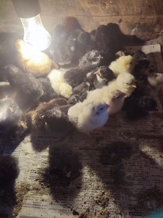 Продам домашних цыплят